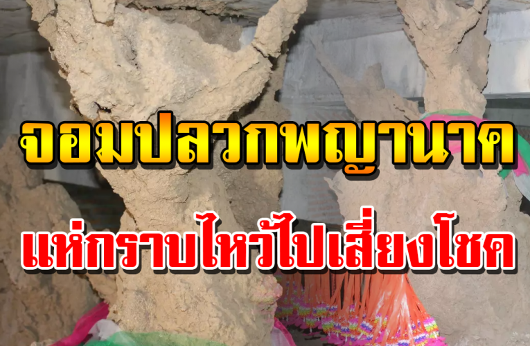 จอมปลวก พญานาค ใต้ถุนการเปรียญ คอหวยไม่พลาดตีเลข