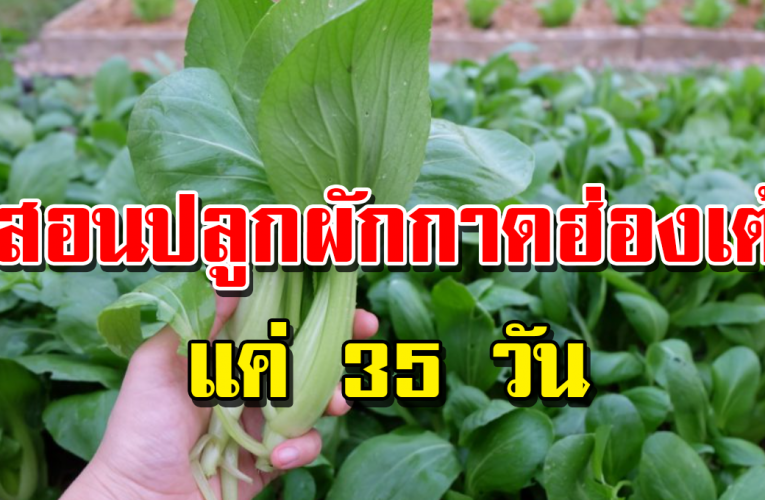 ปลู กผั กกา ดฮ่ อ งเต้ 35 วั น ต้ นอว บง า ม ดู แ ล ง่า ย