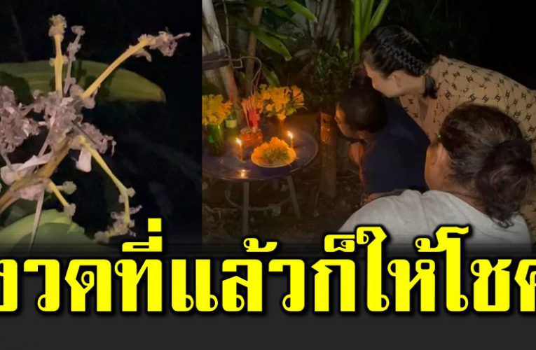 ต้นวาสนาออกดอกครั้งแรกในรอบ 14 ปี